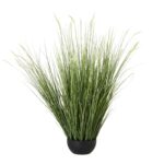 Large Onion Grass Plant In Pot